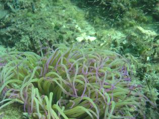 vidlonožci (Leptomysis mediterranea) kolem ramen sasanky (Anemonia sulcata)