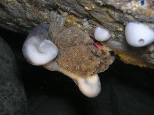 krab (Dromia personata) s houbovcem (Chondrosia reniformis)