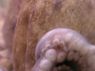 Octopus vulgaris - detail přísavek na rameni