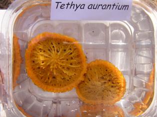 Tethya aurantium