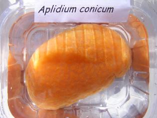Aplidium conicum