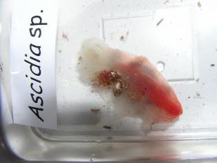 Ascidia sp.
