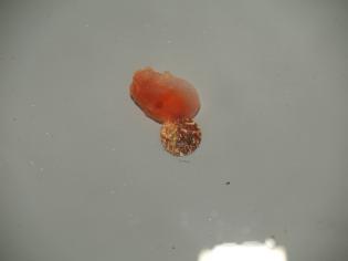 Ascidia sp.