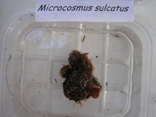 Microcosmus sulcatus