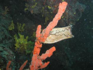 Syliorhinus canicula - vajíčko