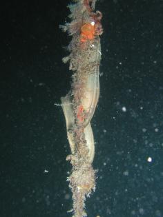 Syliorhinus canicula - vajíčka na kotevním lanu