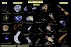 Mořský plankton.jpg